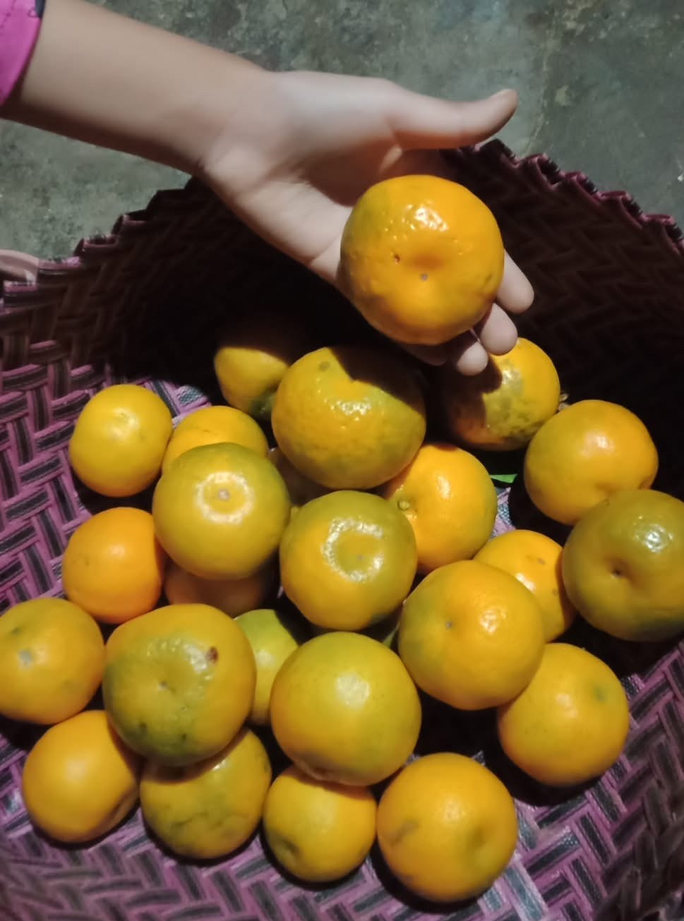 पूर्वी पहाडको सुन्तला सीजन सुरु, धरानमा व्यापार ३० प्रतिशतले बृदि